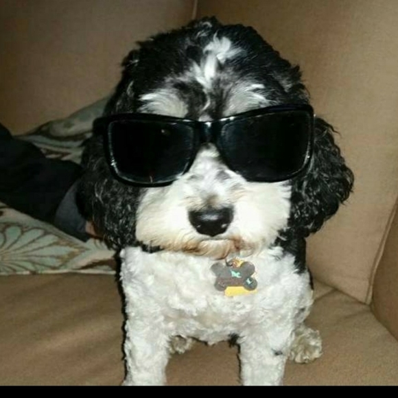 Meet your Posher, Kim - Picture 4 of 5